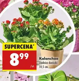 Biedronka Kalanchoe oferta