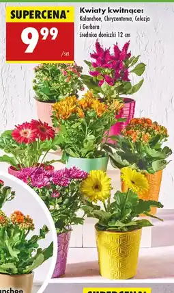 Biedronka Kwiaty kwitnące oferta