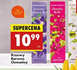 Biedronka Krzewy barwne Clematisy oferta