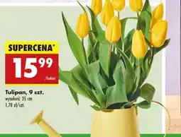 Biedronka Tulipan oferta