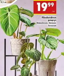 Biedronka Filodendron pnący oferta