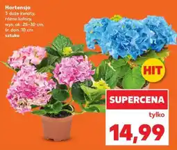 Kaufland Hortensja oferta