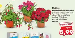 Kaufland Roślina rabatowo- -balkonowa oferta