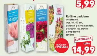 Kaufland Roślina ozdobna oferta