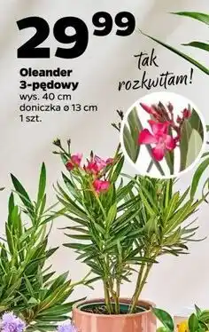 Netto Oleander don. 13 cm wys. 40 oferta