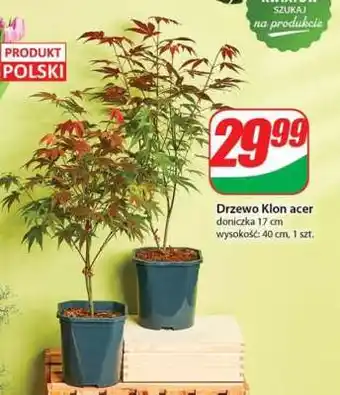 Dino Drzewo Klon acer oferta