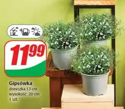 Dino Gipsówka oferta