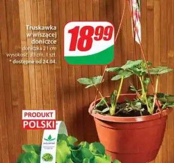Dino Truskawka w wiszącej doniczce oferta