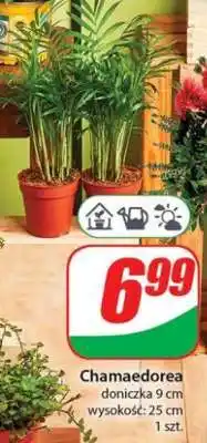 Dino Chamaedorea oferta