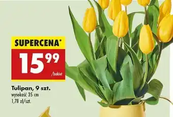 Biedronka Tulipan, 9 szt oferta