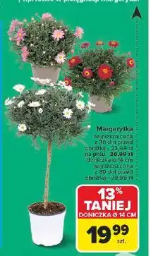 Carrefour Margerytka na pniu oferta