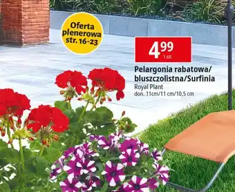 E.Leclerc Surfinia Royal Plant oferta