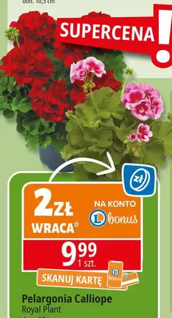 E.Leclerc Pelargonia rabatowa Royal Plant oferta