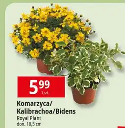 E.Leclerc Kalibrachoa 10.5 cm Royal Plant oferta