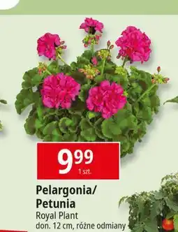 E.Leclerc Petunia don. 12 cm oferta