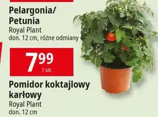 E.Leclerc Pomidorki koktajlowe Royal Plant oferta