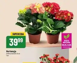 Polomarket Hortensja oferta