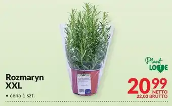 Makro Rozmaryn XXL Plant Love oferta