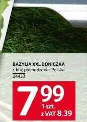 Selgros Bazylia xxl doniczka 1 szt. Selgros oferta