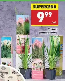 Biedronka Trawa pampasowa oferta