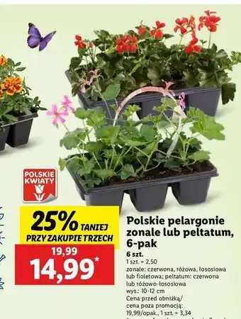 Lidl Pelargonia peltatum oferta