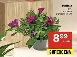 Delikatesy Centrum Surfinia oferta