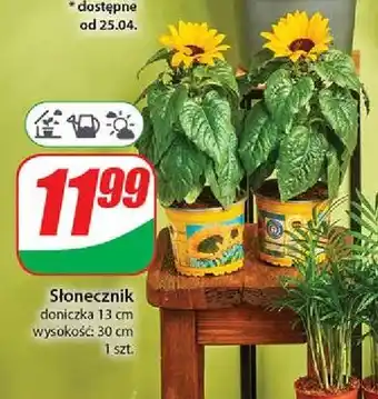 Dino Słonecznik 30 cm oferta