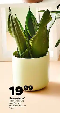 Netto Sanseveria oferta