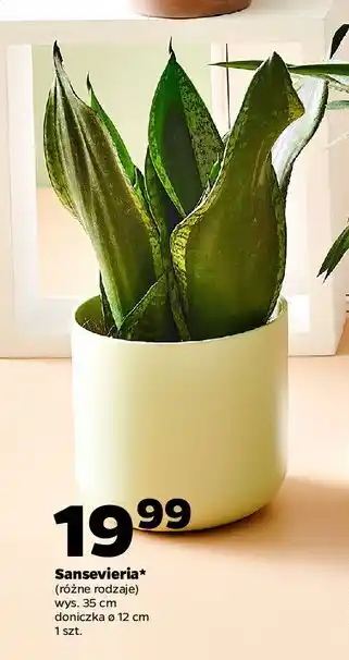 Netto Sanseveria oferta