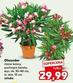Kaufland Oleander oferta