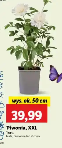 Lidl Piwonia, XXL oferta