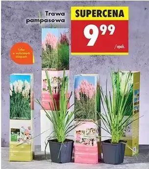 Biedronka Trawa pampasowa oferta