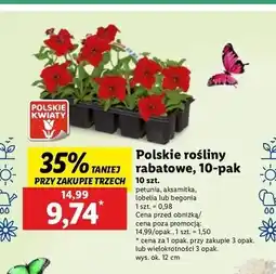 Lidl Begonia oferta
