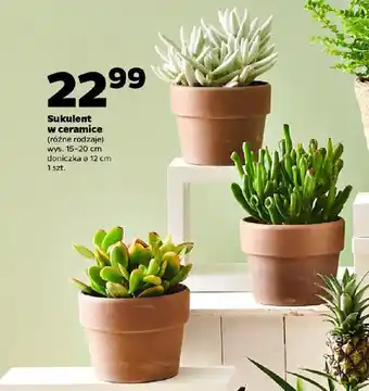 Netto Sukulent w ceramice oferta
