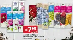 Stokrotka Market Sadzonki roślin ozdobnych, jadalnych oferta