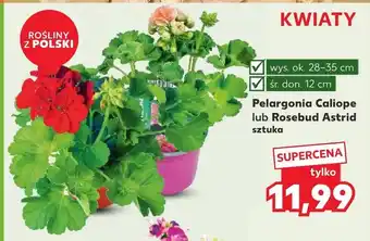 Kaufland Pelargonia Polski oferta