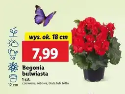 Lidl Begonia bulwiasta 18 cm żółta oferta