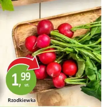 Passa Rzodkiewka oferta