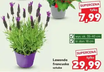 Kaufland Lawenda francuska sztuka oferta