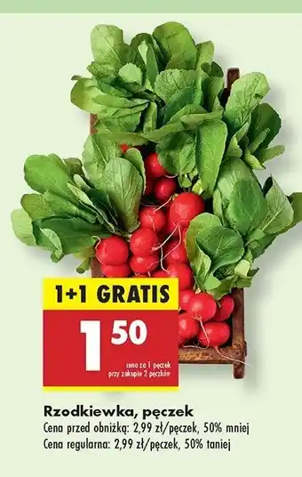 Biedronka Rzodkiewka oferta