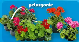 Auchan Pelargonia oferta