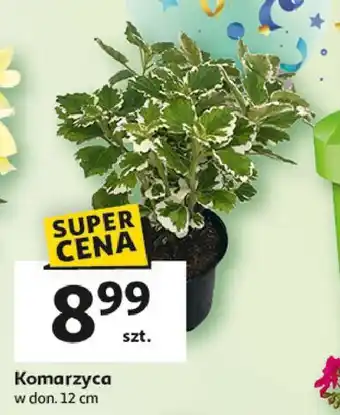 Auchan Komarzyca 12 cm oferta