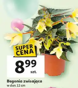 Auchan Begonia 12 cm oferta