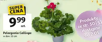 Auchan Pelargonia calliope 12 cm oferta