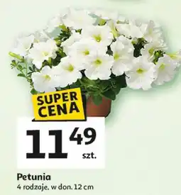 Auchan Petunia oferta