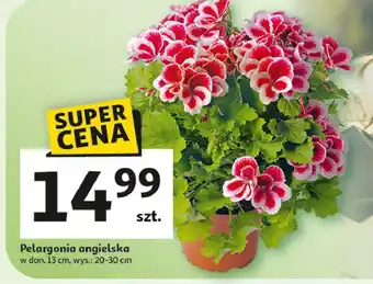 Auchan Pelargonia angielska oferta
