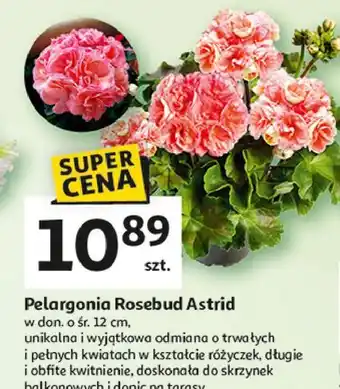 Auchan Pelargonia rosebud astrid oferta