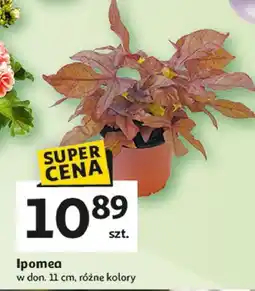 Auchan Ipomea oferta