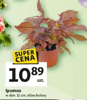 Auchan Ipomea oferta