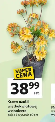 Auchan Krzew azalii wielkokwiatowej wys. 60-80 cm. poj. 5 l oferta